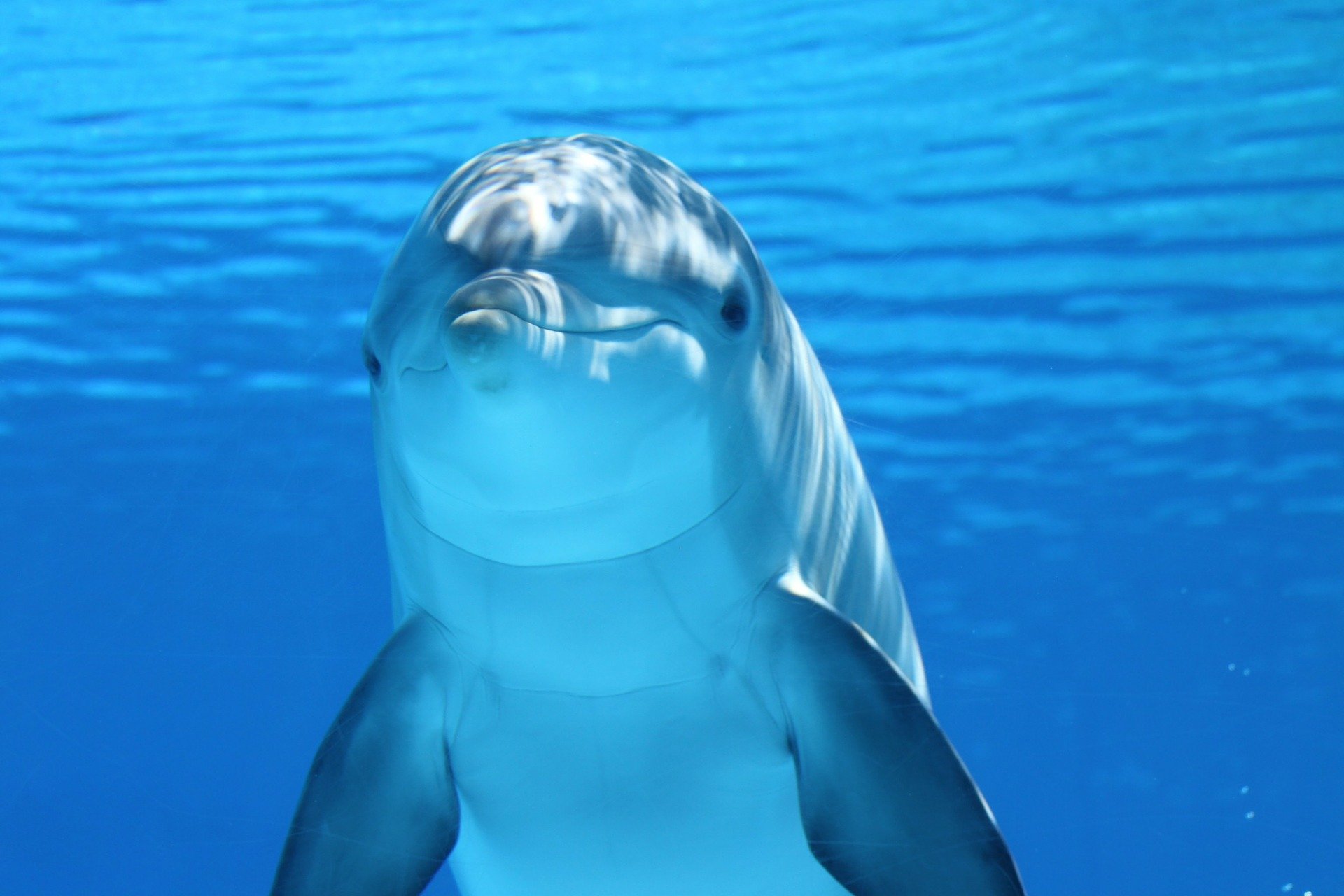 10 Mind-Blowing Facts About Dolphins
