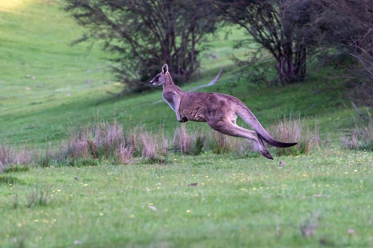 Can Kangaroos Run