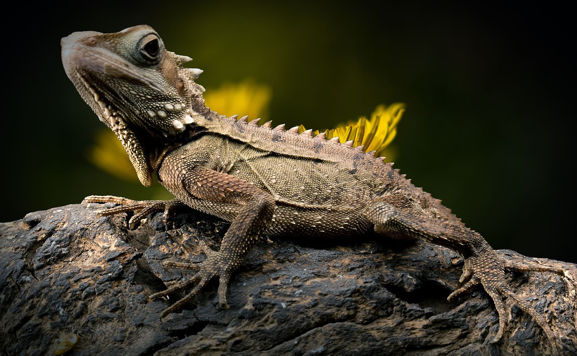 10 Fun, Rare and Unusual Facts about Lizards