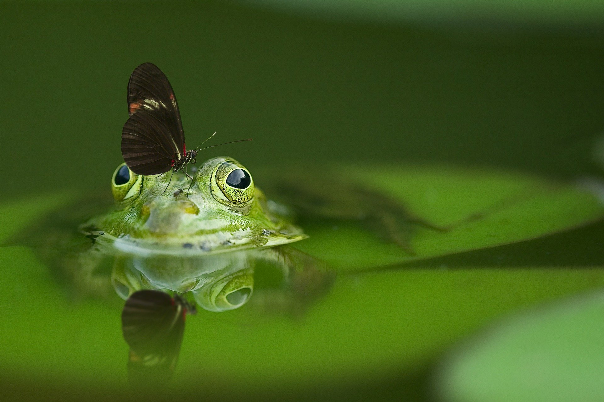 How do Animals Communicate with Each Other