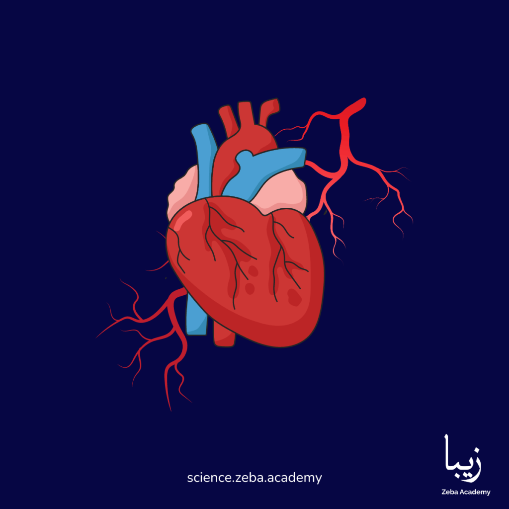 Heart Matters: Unveiling the Secrets of Cardiovascular Health