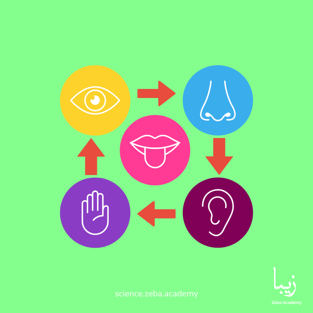 Super Senses: Exploring the Wonders of Human Perception