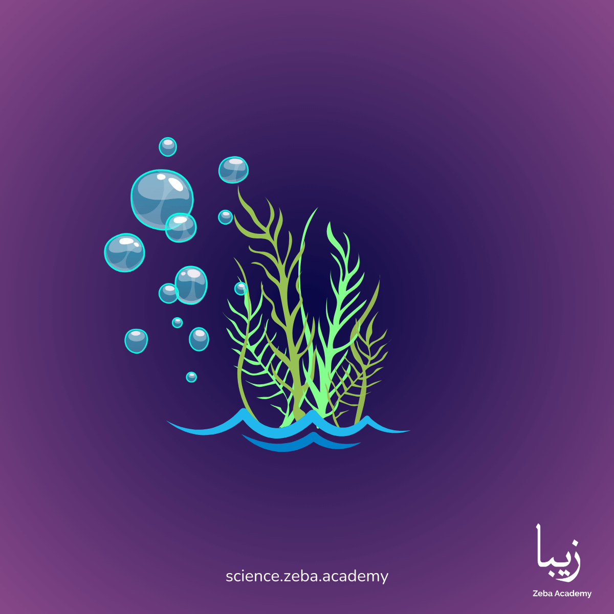 Marine and Coral Reef Conservation